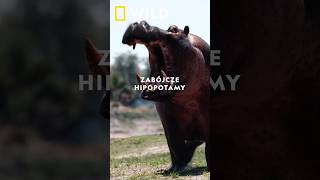 wides.pl 56ssLN67m8A 