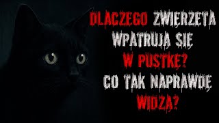 wides.pl 7aaD7ferfnI 