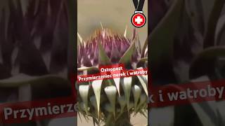 wides.pl 7cGeB3PJZPc 