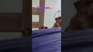 wides.pl AA4JydGqqbI 