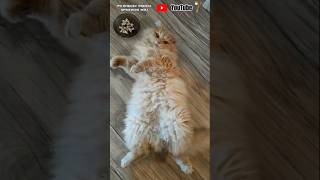 wides.pl AwXcUkk_vwI 