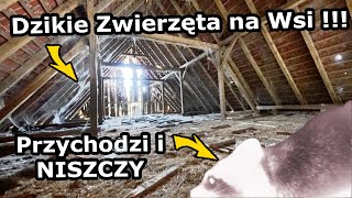 wides.pl B7uhNFJeyM8 
