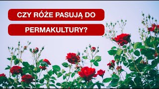 wides.pl CBNJl-JofGo 