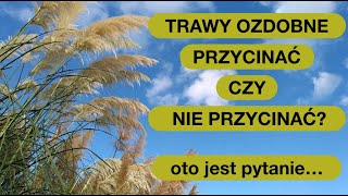 wides.pl COtQbHYPwzk 
