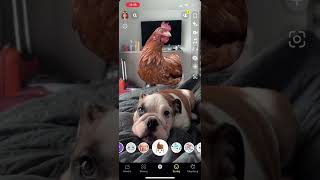 wides.pl ChfCr_2iZxw 