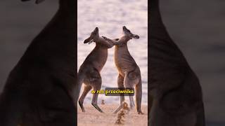 wides.pl FclWbrsYTBE 