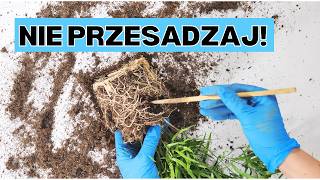 wides.pl G8gRn4VNJPA 
