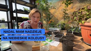 wides.pl I75th6quSds 