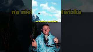 wides.pl IfDsGIZzC64 