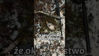 wides.pl JE3lZWdg60I 