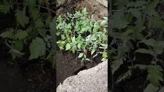 wides.pl L13KIVRUyuI 