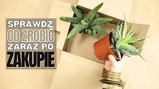 wides.pl Lxa5I0jucds 