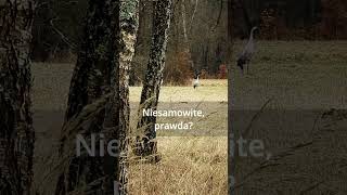 wides.pl MdsxCacmBXA 