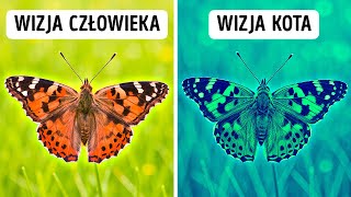 wides.pl NNyGM5Yh9hk 