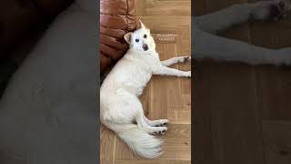 wides.pl NYOP7eZyBdM 