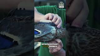 wides.pl OyNZ8v9_CI8 