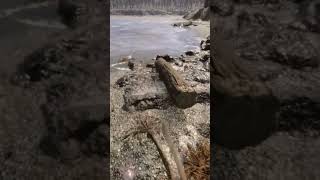 wides.pl QSqBj28aCPY 
