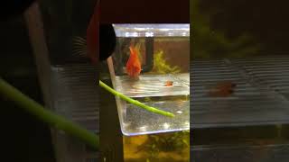 wides.pl RLh9cyYllPw 