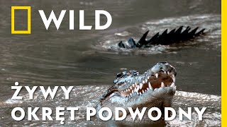 wides.pl SG7u1UqeM8w 