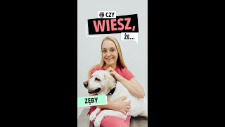 wides.pl UEXVn2rONZI 
