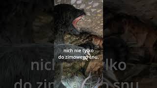 wides.pl UPrLScUumf8 