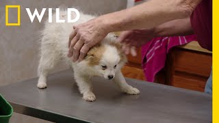 wides.pl ZHzFbyW-TIk 