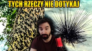 wides.pl _Ydjxl6uEtA 