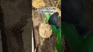 wides.pl aUAjEQ5kpOI 
