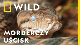 wides.pl bcLH1eneSaI 