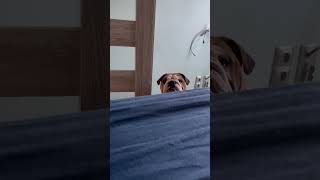 wides.pl bi6HHX8sS24 