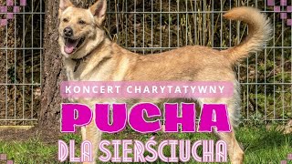 wides.pl dSquxECZNfM 