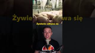 wides.pl fbqoto0GfSs 