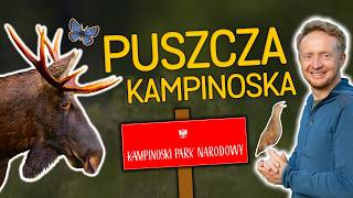 wides.pl fd537GvDDB4 