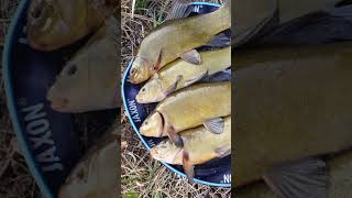 wides.pl h37bpOqA168 