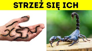 wides.pl j6YkGfxGWws 