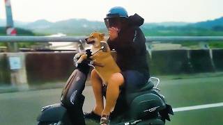 wides.pl k3ht_vGfKtM 