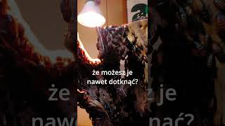 wides.pl kb5EerNiU8E 