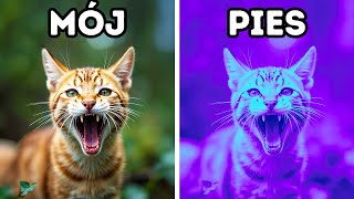 wides.pl ov7cVpEM4hs 