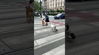 wides.pl rFofGrcr0mk 