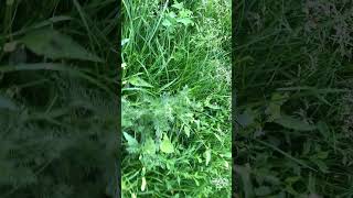 wides.pl rvCNV2H-Ra4 