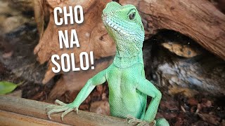 wides.pl slDCDxvOGjA 