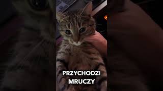 wides.pl t1Qj0dd_7Ns 