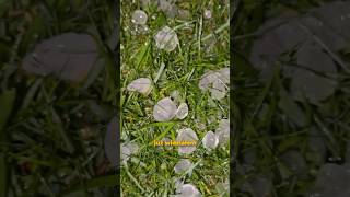wides.pl u8VWZ6Ra7DU 