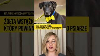 wides.pl uelqZ4G1d4w 