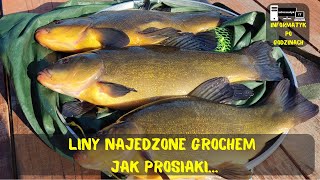 wides.pl vQrJ0QsGe4Y 