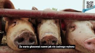 wides.pl wndxaZvuHEs 