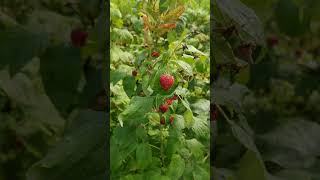 wides.pl xGyCJPaUpOM 