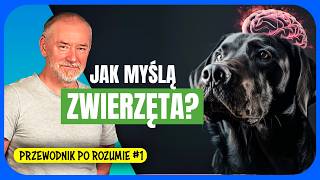 wides.pl z88xFIJdWeg 