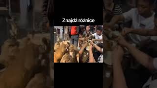 wides.pl zyVfbtontJ4 